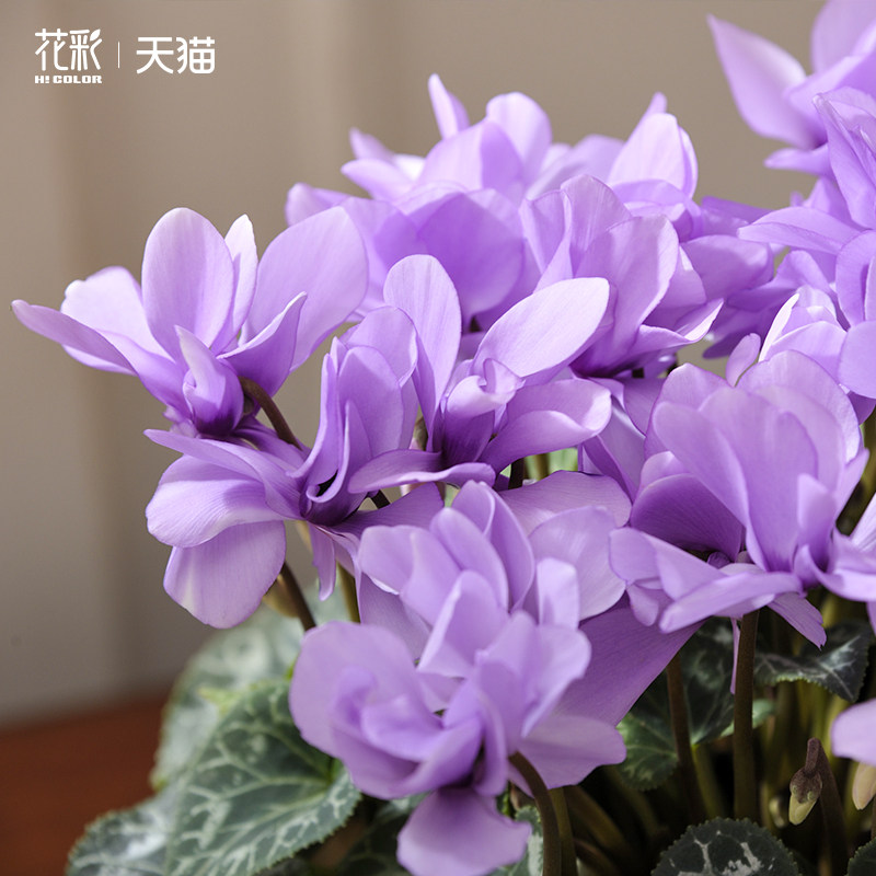 虹越新品仙客来盆栽带花卉植物室内花酒红阳台兔耳送礼年宵花期长,淘宝优惠券,粉丝福利购,淘宝优惠卷