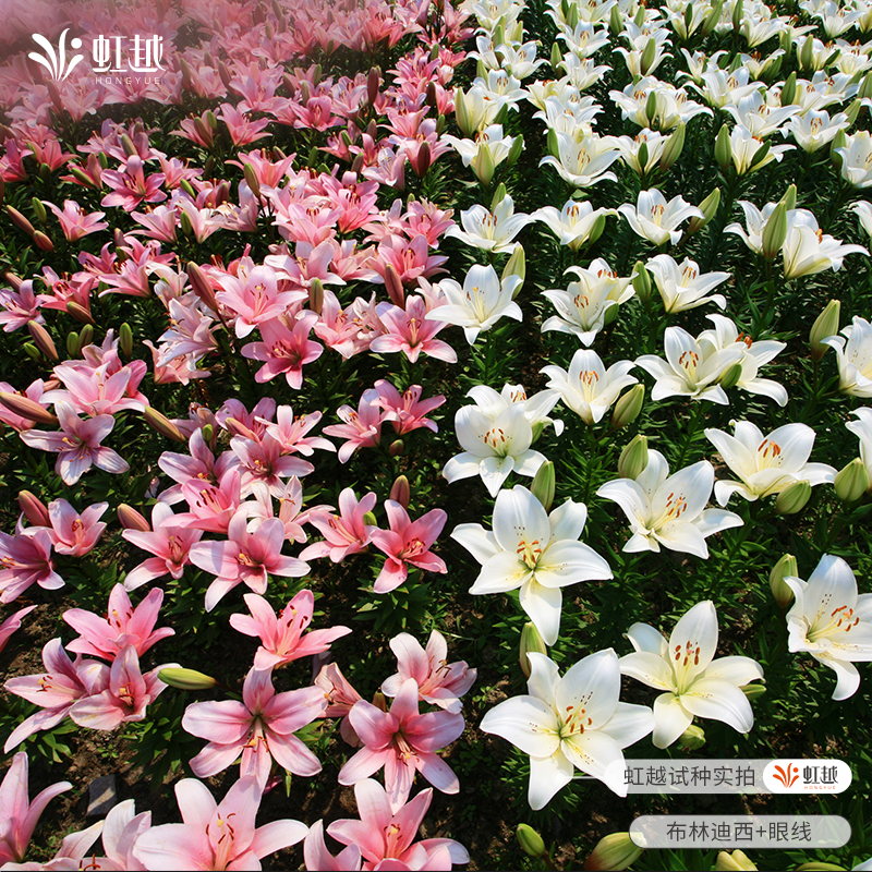 花饰百合种球根胸花虹越进口阳台可盆栽地栽新手亚洲秋百合球好养 - 图3