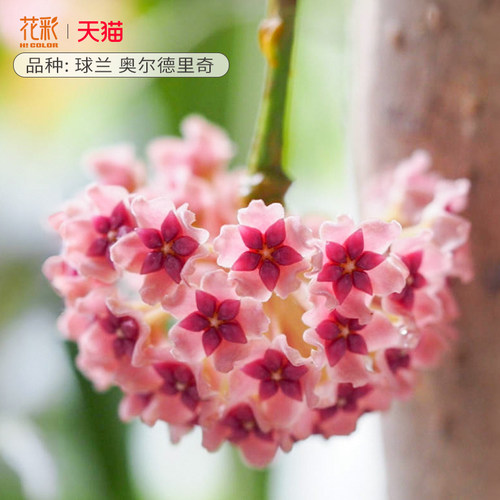 虹越银斑球兰盆栽阳台室内心叶常绿植物懒人花卉爬藤多年生低维护 - 图1