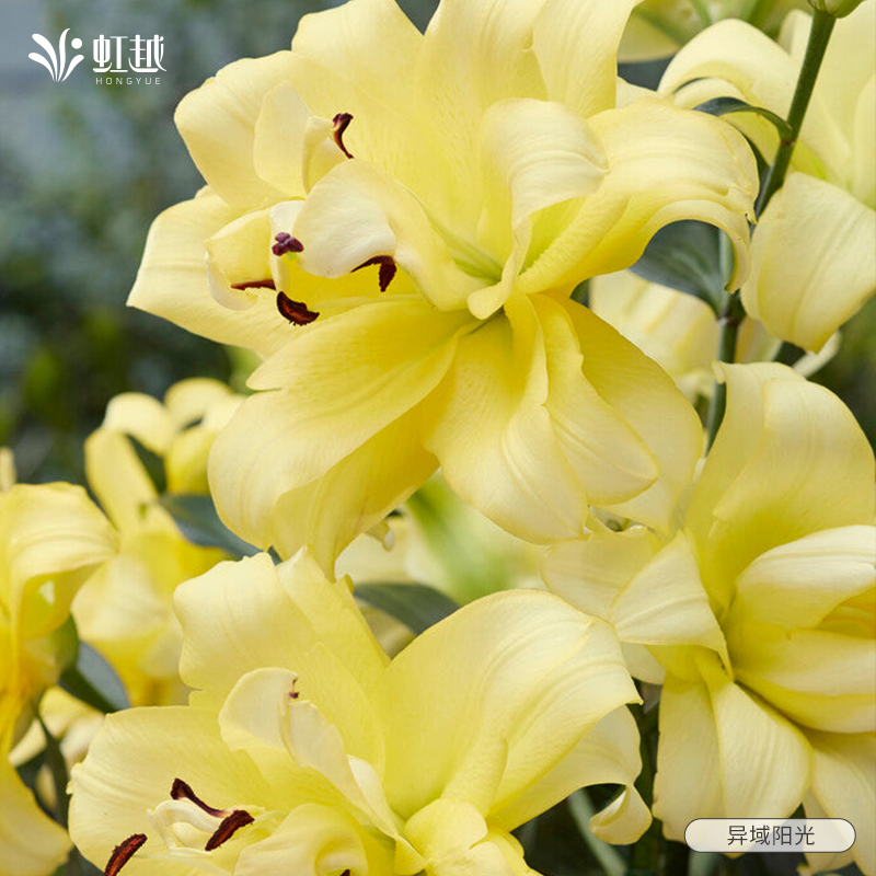 秋百合花种球黄天霸虹越荷兰进口香水百合木门黄橙色可盆栽地栽花 - 图1