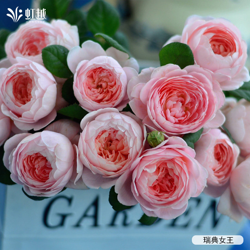 虹越月季蓝色阴雨龙沙蒂娜果汁阳台微型阳台月季小苗盆栽藤本灌木,淘宝优惠券,粉丝福利购,淘宝优惠卷