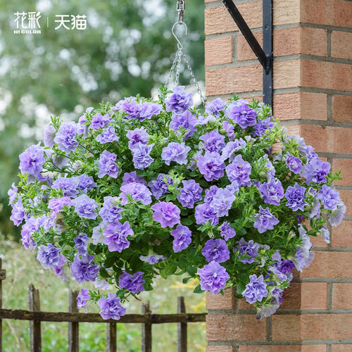 花彩重瓣矮牵牛花苗盆栽带花苞大苗冰淡紫阳台垂吊庭院易爆花量大 - 图1