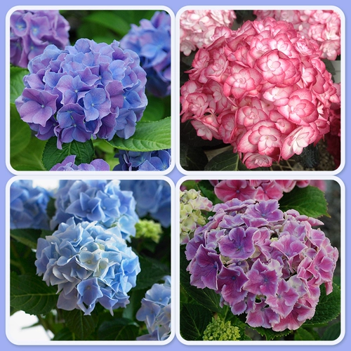 虹越 Эскленические цветы Бесконечные летние цветочные цветы Темари Баба Баба, наблюдая