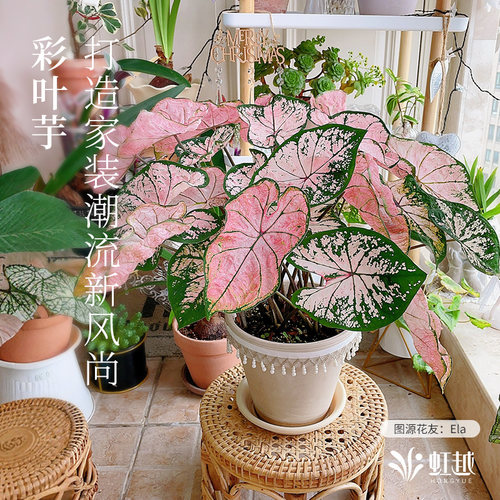 花彩白色恋人彩叶芋盆栽室内绿植粉色飞溅阳台桌面网红热植物甜心 - 图0