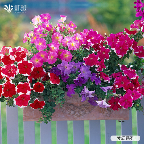 虹越园艺家矮牵牛花苗阳台垂吊花卉阳台盆栽家庭室外庭院四季耐热 - 图2