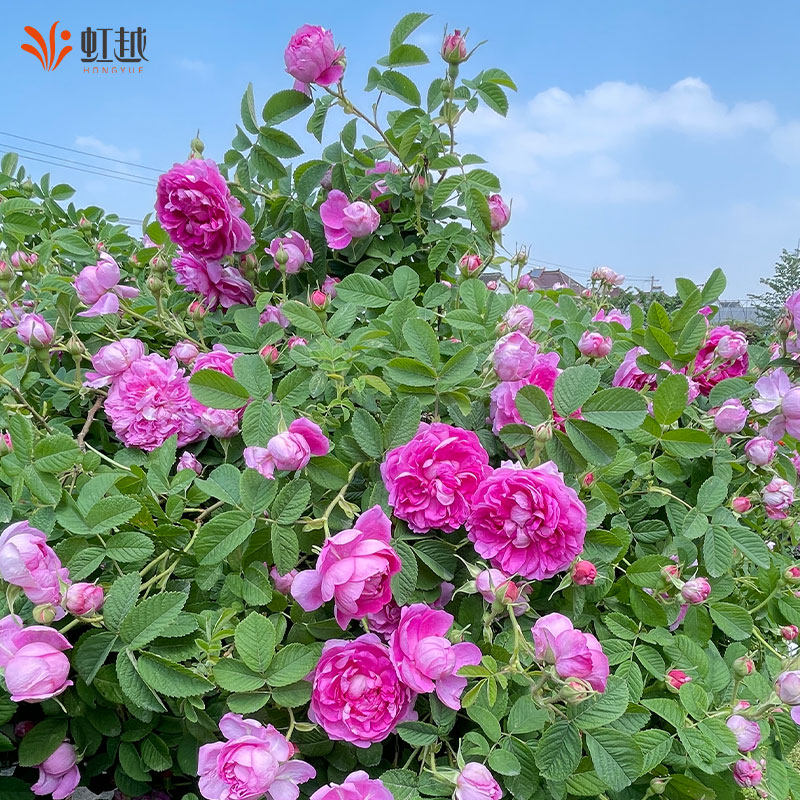 虹越可食用玫瑰花盆栽苗云南滇红法国千叶紫枝玫瑰大朵可泡茶月季,淘宝优惠券,粉丝福利购,淘宝优惠卷