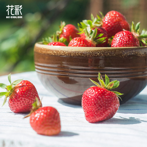 花彩奶油草莓苗盆栽黑珍珠大果阳台果树果苗隋珠多季结果好吃好养 - 图3