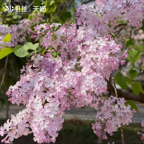 虹越进口丁香花树苗花园室外阳台庭院盆地栽浓香植物花卉种植小苗 - 图2