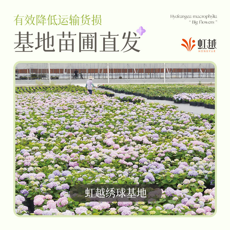 【江浙沪推荐】虹越大花绣球花盆栽阳台无尽夏花手鞠庭院夏季耐热,淘宝优惠券,粉丝福利购,淘宝优惠卷