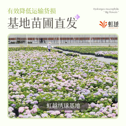 【江浙沪推荐】虹越大花绣球花盆栽阳台无尽夏花手鞠庭院夏季耐热 - 图0