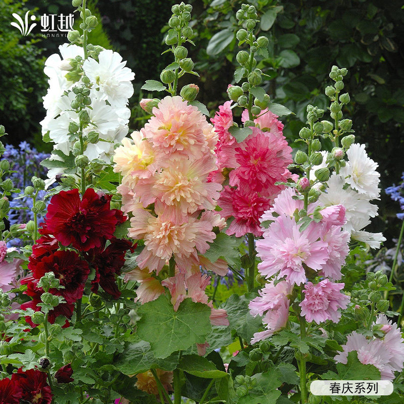 虹越园艺家蜀葵种苗重瓣蜀葵花苗庭院阳台盆栽花卉苗蜀葵苗蜀葵籽,淘宝优惠券,粉丝福利购,淘宝优惠卷