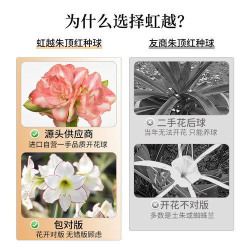 南非进口朱顶红单重瓣种球根阿马尔菲花卉盆栽地栽全国四季可种 - 图2