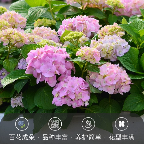 虹越 Эскленические цветы Бесконечные летние цветочные цветы Темари Баба Баба, наблюдая