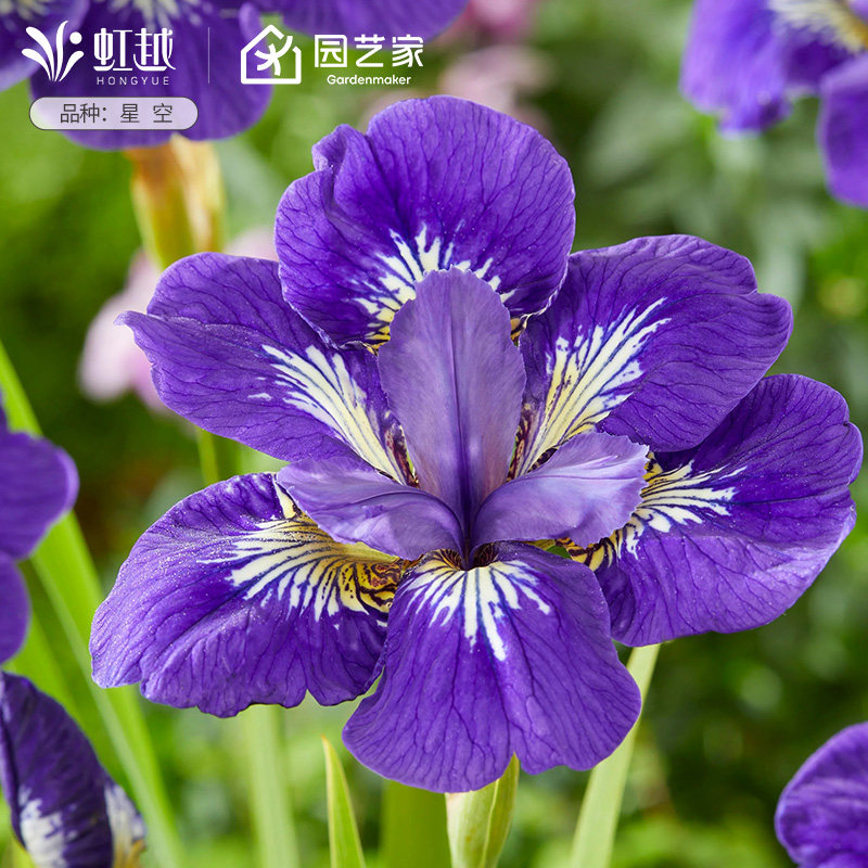 西伯利亚鸢尾花苗裸根苗进口球根花园耐寒耐热多年生花卉植物预售,淘宝优惠券,粉丝福利购,淘宝优惠卷