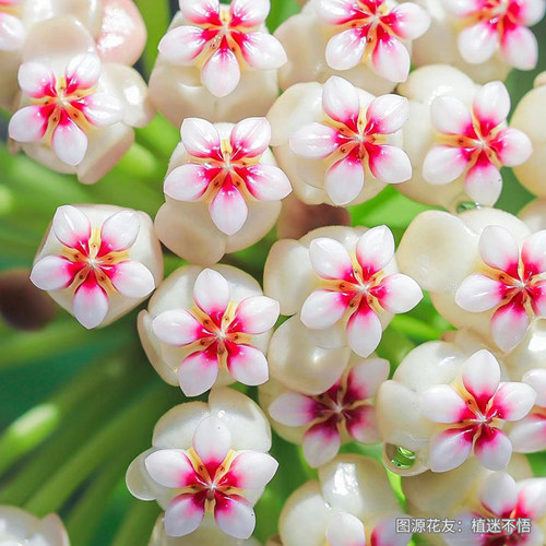 虹越银斑球兰盆栽阳台室内心叶常绿植物懒人花卉爬藤多年生低维护 - 图0