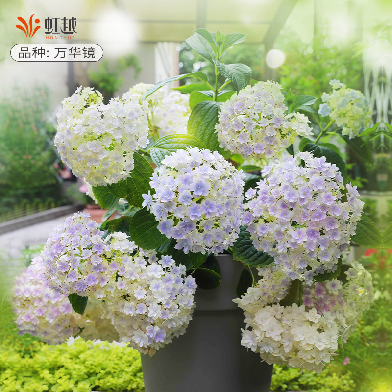 虹越旗舰店无尽夏易多梦幻绣球花苗盆栽大苗庭院地栽别墅花园植物,淘宝优惠券,粉丝福利购,淘宝优惠卷