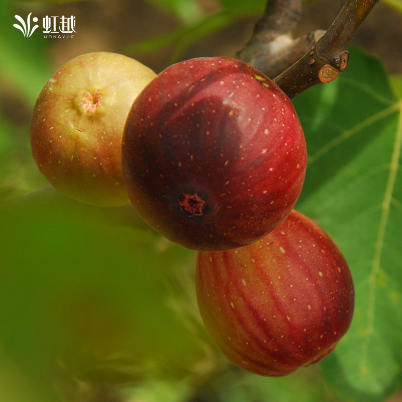 无花果特大果虹越果树苗座果率高好养护虫害少水果树苗结果盆栽 - 图1