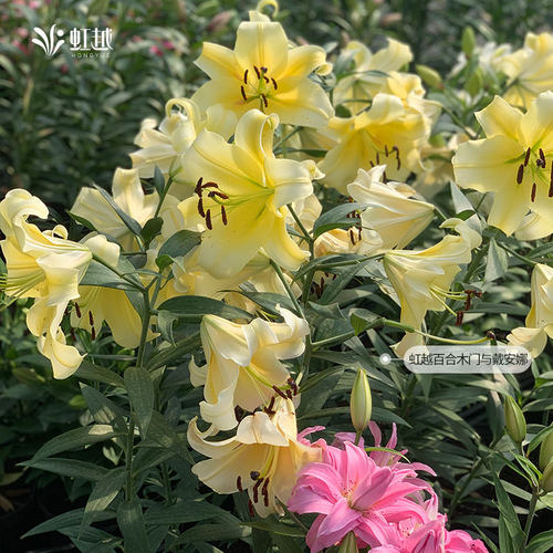 春百合种球根单重瓣花苗荷兰直采香水伊莎贝拉铁炮庭院新手盆栽 - 图2