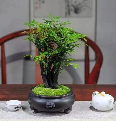 小叶紫檀盆景树桩黑骨茶盆栽客厅桌面阳台庭院四季常青绿植植物 - 图3