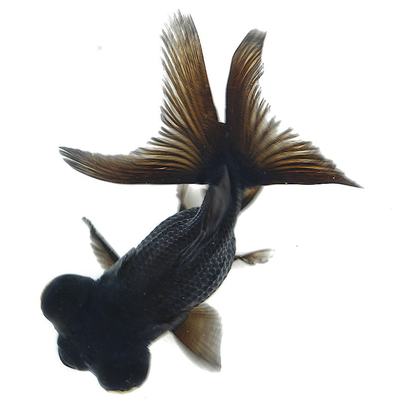 小金鱼活鱼观赏冷水鱼苗淡水五花鎏金兰寿红狮头