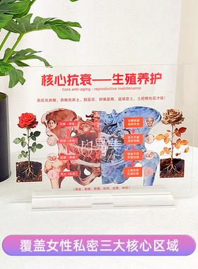 核心抗衰生殖养护科普摆件女性健康展示亚克力医学关联装饰道具品