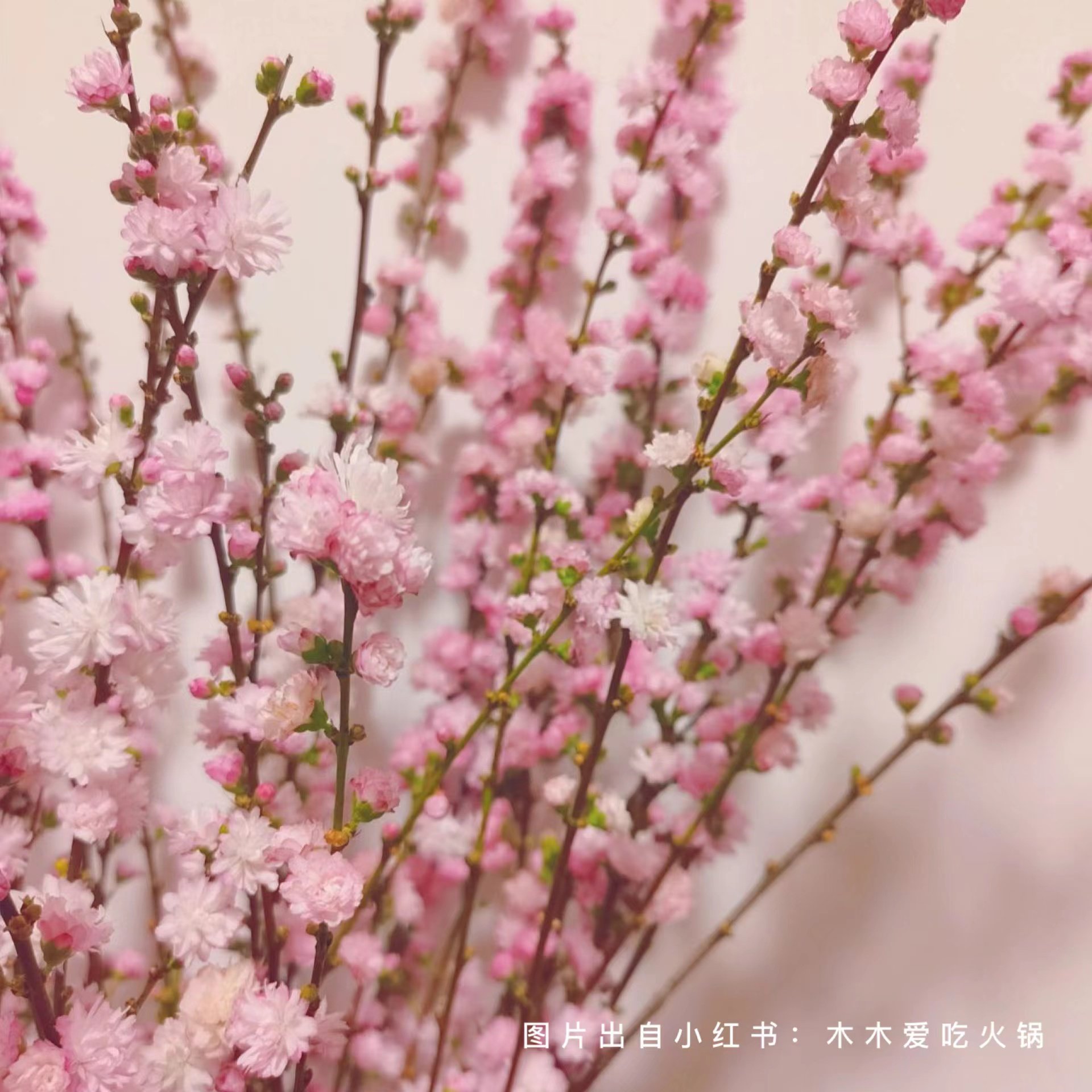 珍珠李「粉白色」季节性鲜花（0度地区拍保温·否则冻坏不售后）,淘宝优惠券,粉丝福利购,淘宝优惠卷