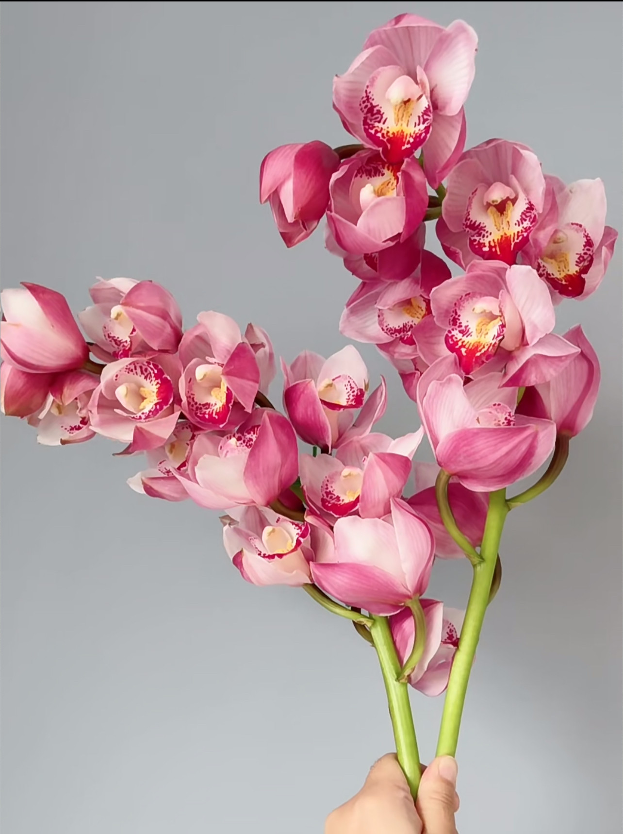 A级大花惠兰「深粉色」（0度地区拍保温·否则冻坏不售后）,淘宝优惠券,粉丝福利购,淘宝优惠卷