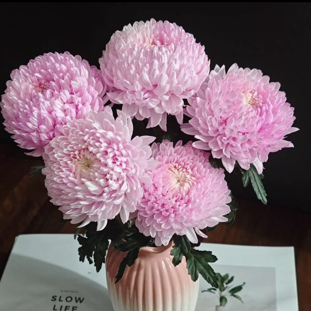 牡丹菊鲜花青花瓷樱花粉紫色花期长好养护家庭养花鲜切花云南鲜花,淘宝优惠券,粉丝福利购,淘宝优惠卷