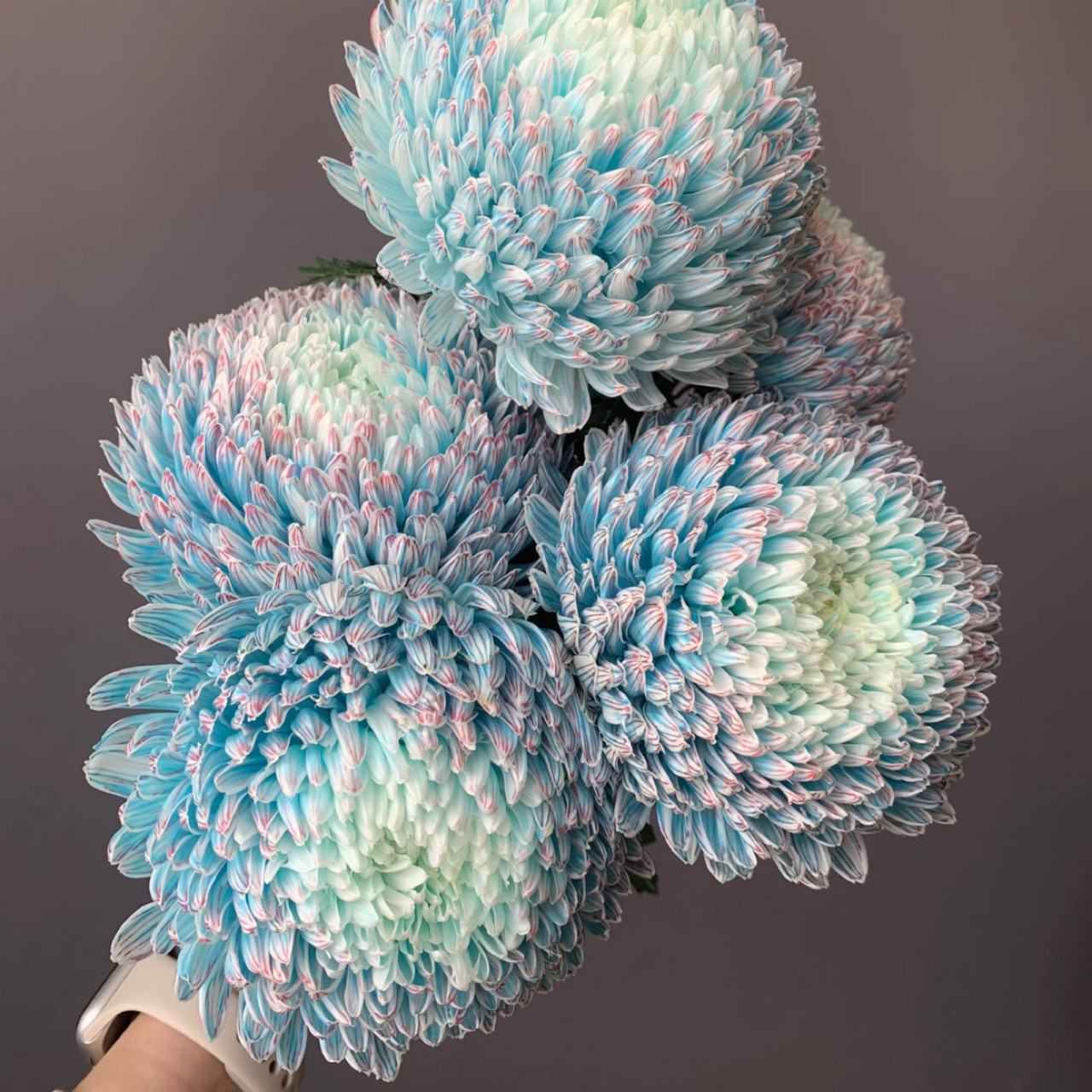 牡丹菊鲜花青花瓷樱花粉紫色花期长好养护家庭养花鲜切花云南鲜花,淘宝优惠券,粉丝福利购,淘宝优惠卷