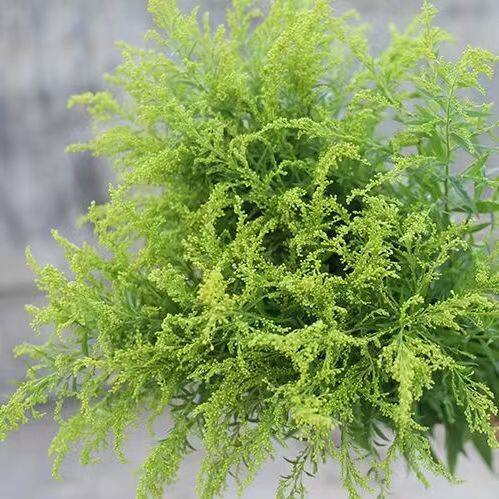 黄莺草鲜花配草插花装饰水养花江苏基地直发伞尾叶草玫瑰菊花配花 - 图1