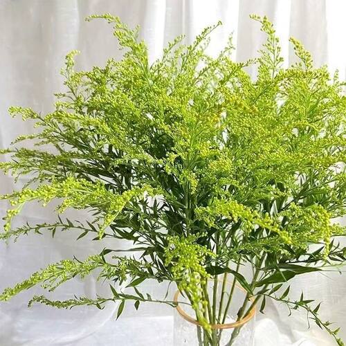 黄莺草鲜花配草插花装饰水养花江苏基地直发伞尾叶草玫瑰菊花配花 - 图2
