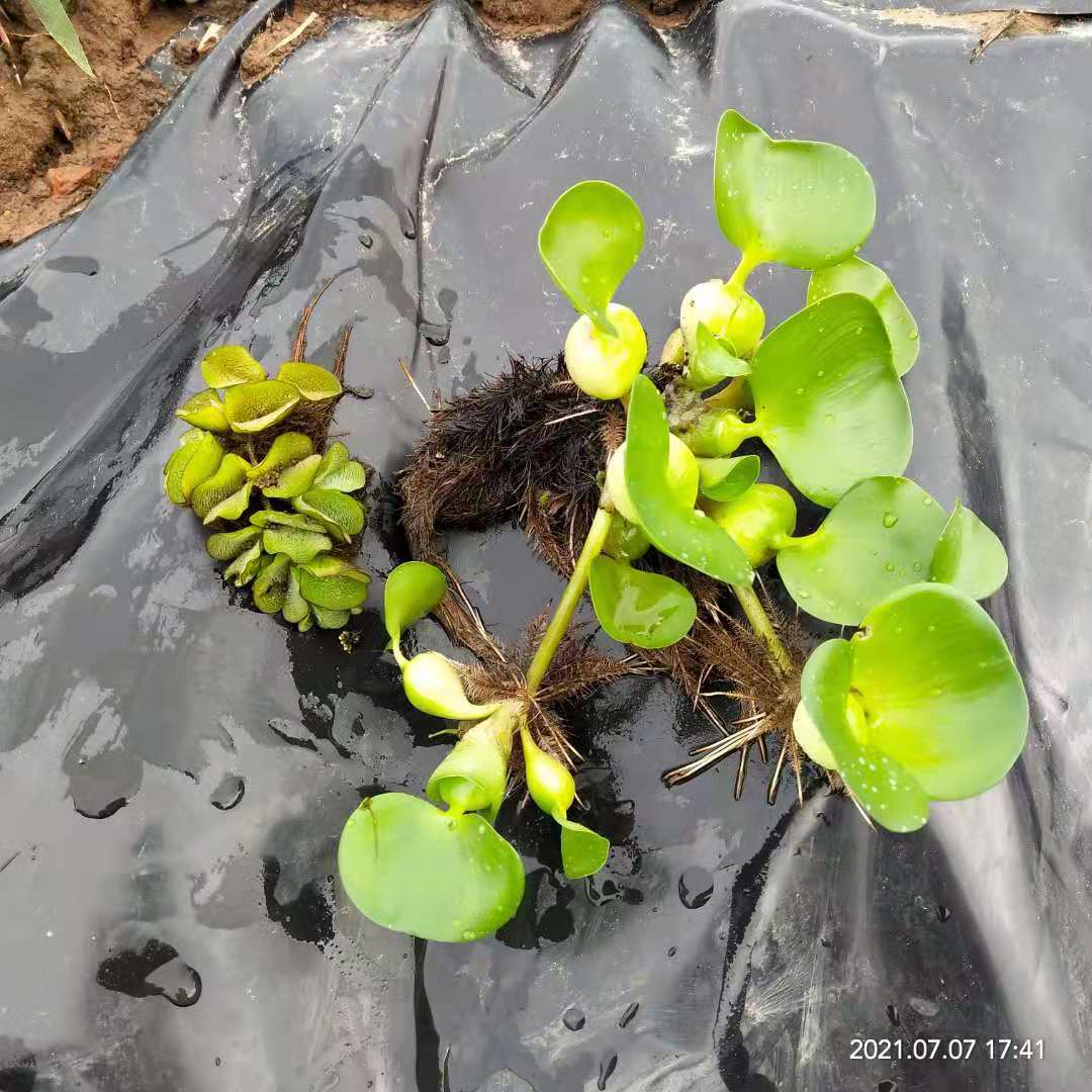 夏季福利9.9十片一叶莲水葫芦水芙蓉肚兜萍造景水生植物进化水质 - 图1