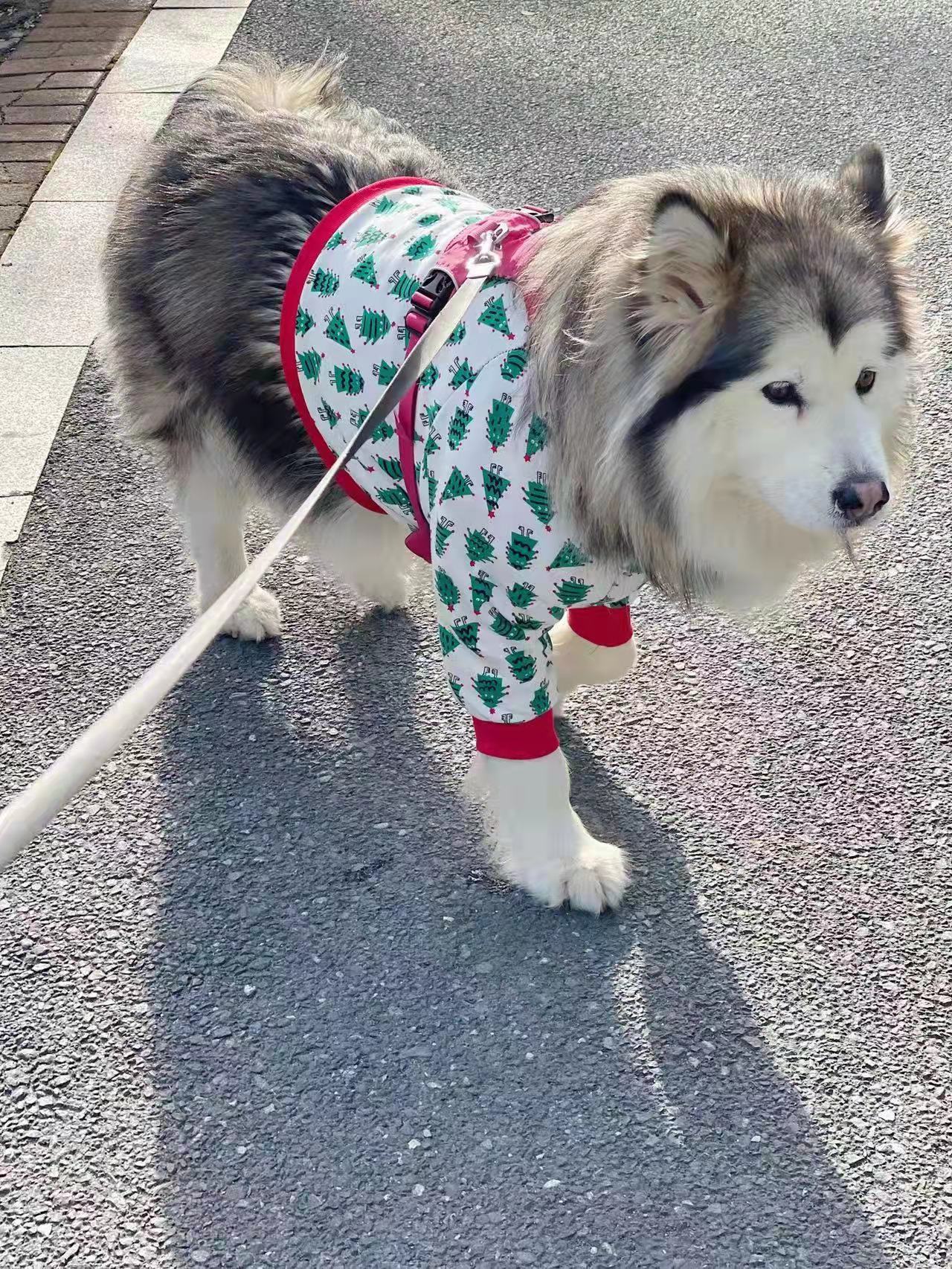 大狗狗衣服纸样金毛拉布拉多护肘关节衣图纸边牧中大型犬定制模版 - 图1