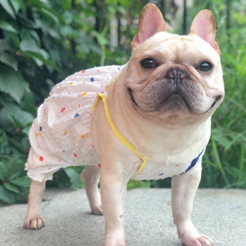 狗狗南瓜裤纸样泰迪比熊博美大小型犬裤子图纸宠物连体裤模版教程 - 图1