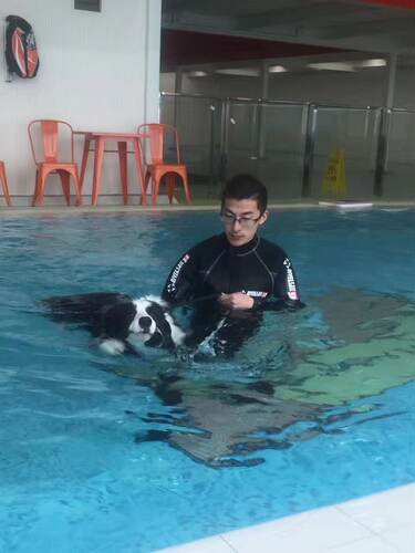 上海宠物狗狗学校  大小便训练 训犬师上门 寄养服务 - 图3