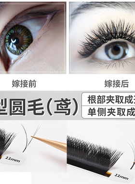 0.05V圆毛貂绒鸢尾花1秒开花不缩