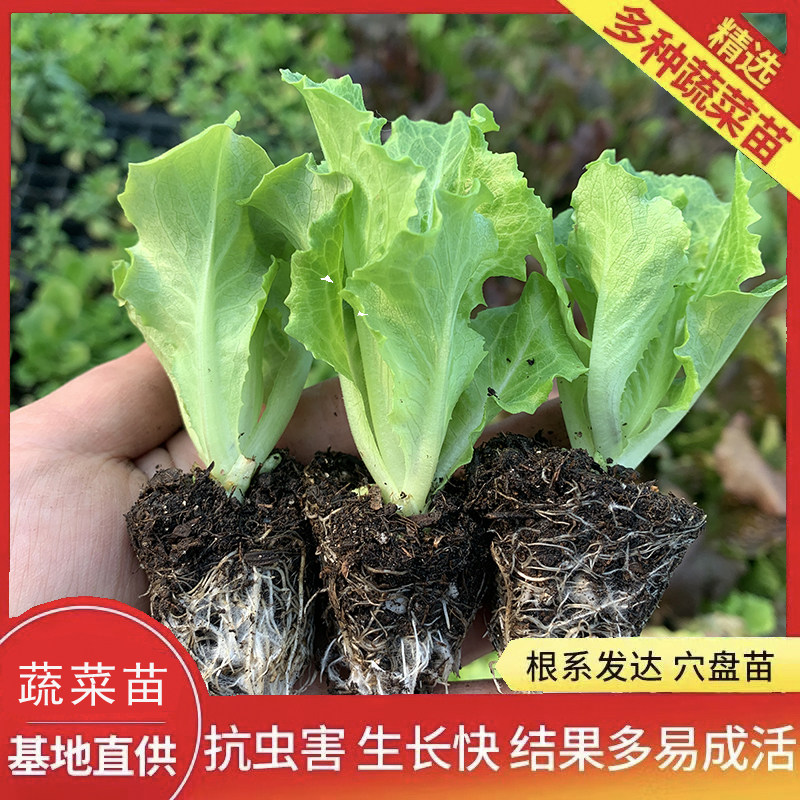 紫生菜紫罗莎紫罗马生菜苗苗秧意大利带土球红皱结球奶油直立大速,淘宝优惠券,粉丝福利购,淘宝优惠卷