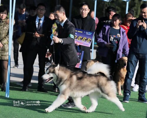 进口新款黑色4mm圆形尼龙P链狗狗带一体链专业比赛牵引绳训练绳绳 - 图0