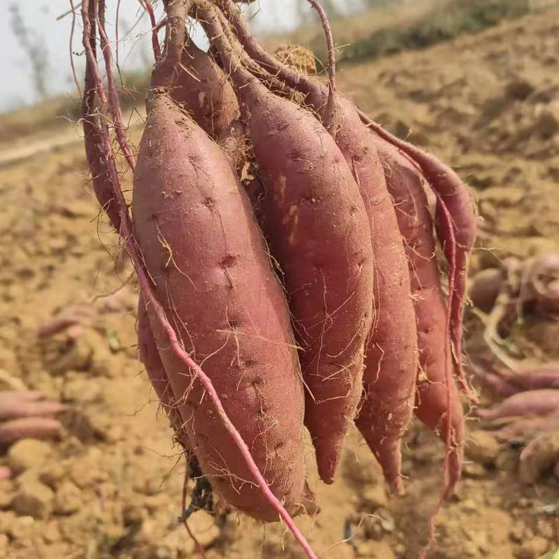 玛莎莉蜜薯苗 农科院原种地瓜红薯苗日本蜜薯苗黄金薯苗地瓜秧 - 图0