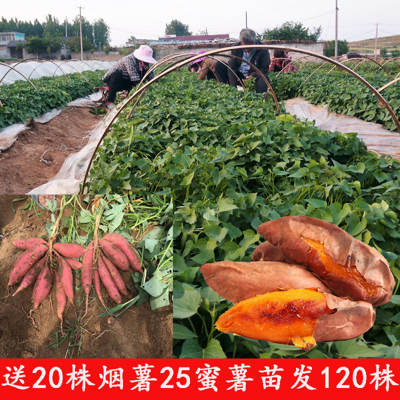 送20株烟薯25地瓜苗红薯头茬种子苗 好鲜生农产店番薯