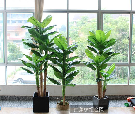 Nordic style large and medium-sized Monstera deliciosa displays Traveler banana