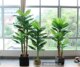 Nordic style large and medium-sized Monstera deliciosa displays Traveler banana