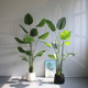 Simulated plant green apple Nordic style floor decoration