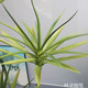 Bimei Crafts Simulation Plant Nordic Style Agave