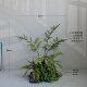 High-end simulated green plant indoor fern tree landscaping combination