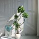 Simulated Pittosporum bonsai indoor living room decoration
