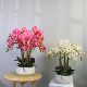 High-end simulated Phalaenopsis bonsai 3D printed petals