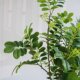 Simulated snowflake green plants, high-end light luxury living room, hotel shop, TV cabinet, B&B decorative ornaments, floor-standing fake plants