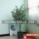 High-end Nordic style olive tree store living room floor