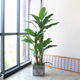 Simulated green plant banana tree floor decoration